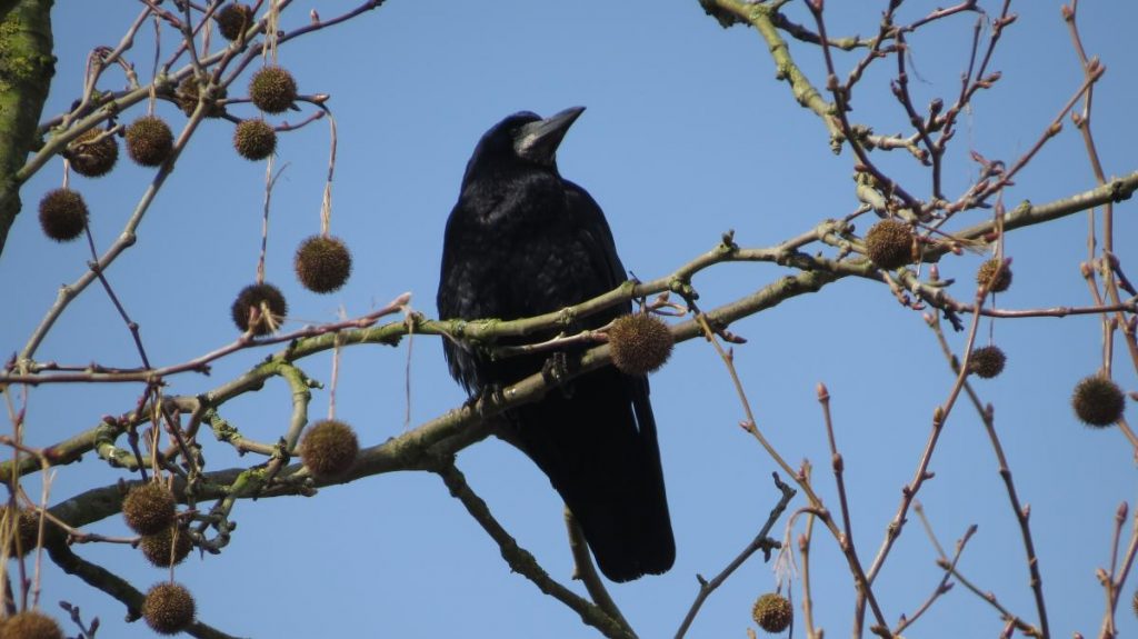 Roek, foto Rob van Swieten