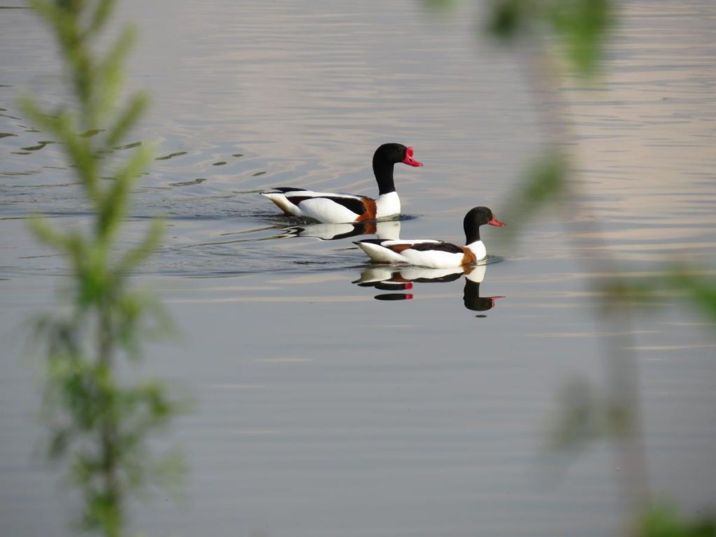 Bergeend, foto Rob van Swieten