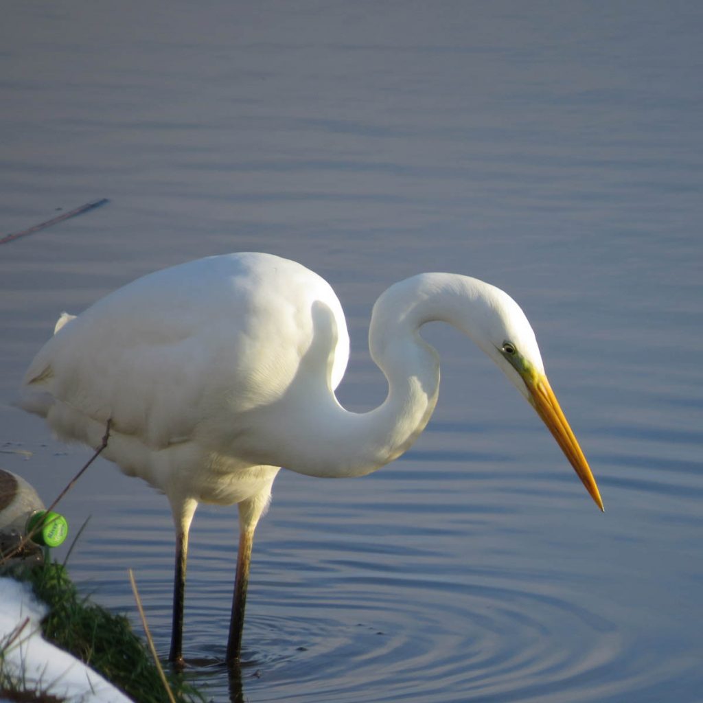 Grote zilverreiger, foto Rob van Swieten Grote zilverreiger, foto Rob van Swieten