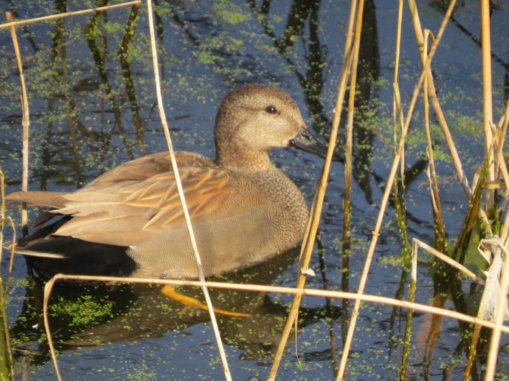 Krakeend, foto Rob van Swieten