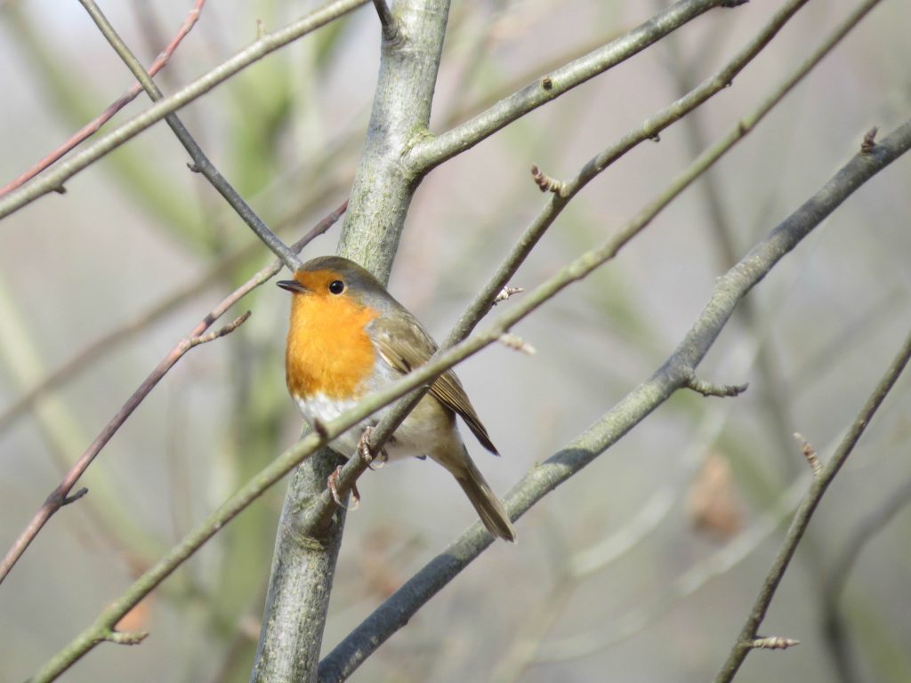 Roodborst, foto Rob van Swieten