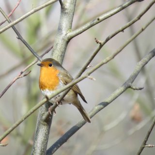 Roodborst, foto Rob van Swieten